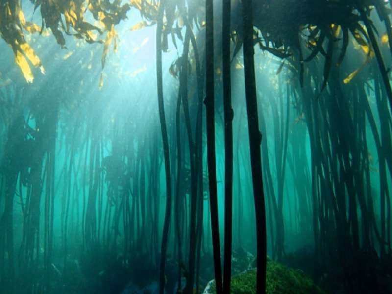 《我的章鱼老师》：挥之不去的「捏造感」￼